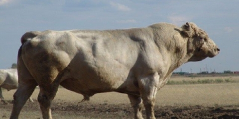 Auliekol rasa goveda